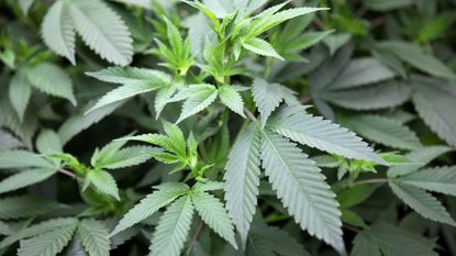 To legalize, or not to legalize? That is the question South Dakotans will answer when it comes to marijuana in the state.