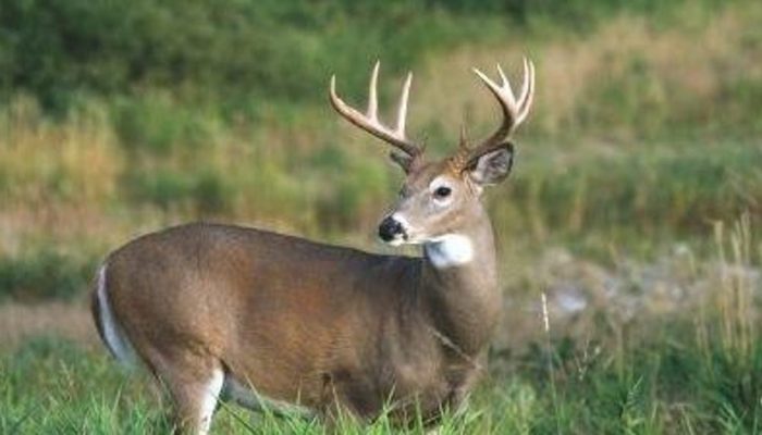 What are you supposed to do when you think you hit a deer? Is it state law that you report it to law enforcement? Are you supposed to move it?