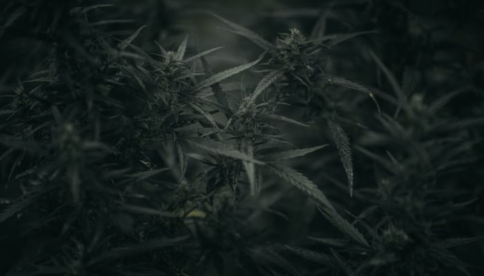 A marijuana lobbying organization isn't waiting on the South Dakota Supreme Court to decide if cannabis is outright legal for adult use.