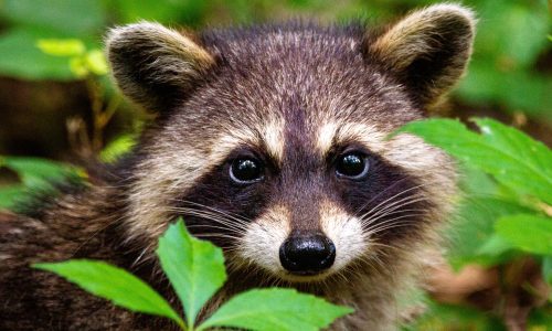 Woman brings raccoon to North Dakota bar; she’s arrested, he’s put to death
