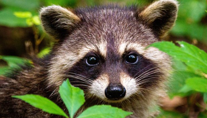 Woman brings raccoon to North Dakota bar; she’s arrested, he’s put to death
