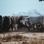 Iowa defends ‘ag-gag’ laws before federal appeals court