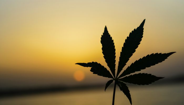 Drug Enforcement Administration to ease restrictions on marijuana in historic shift, but it’ll remain controlled substance