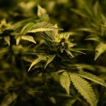 IM 29: If voters decriminalize marijuana, lawmakers would make the call on sales