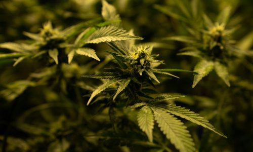 IM 29: If voters decriminalize marijuana, lawmakers would make the call on sales