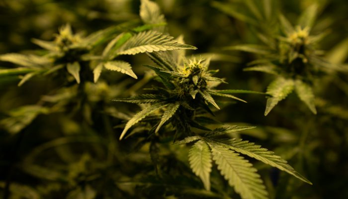 IM 29: If voters decriminalize marijuana, lawmakers would make the call on sales