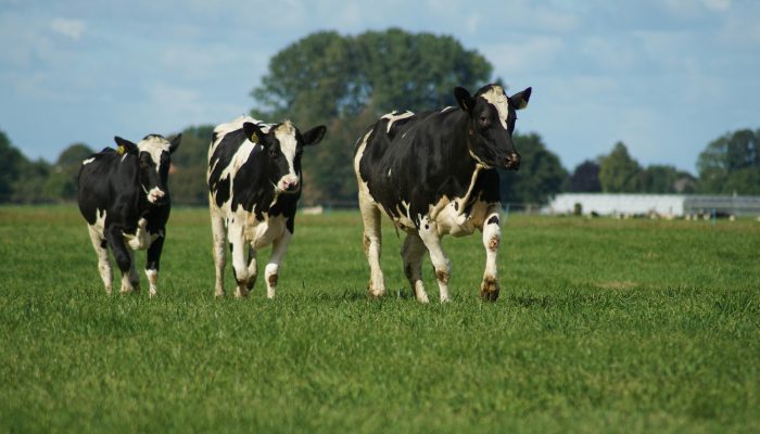 Alleged mistreatment of migrant workers nets felony charges for Minnesota farmer