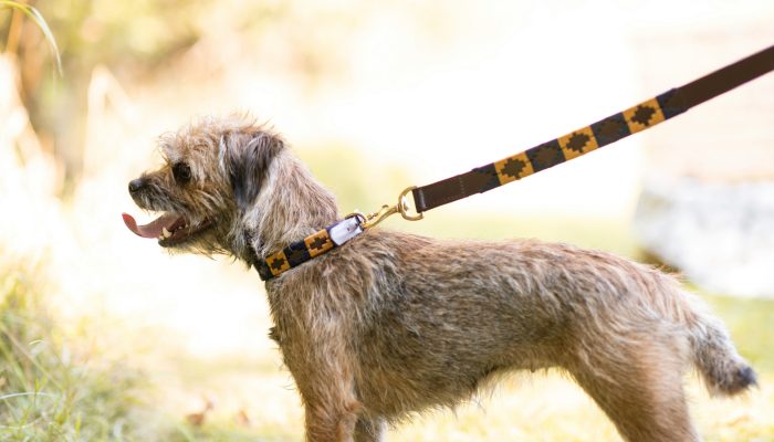 From Dog Leashes to Potty Breaks: Are We All Unwitting Criminals?