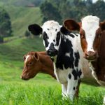 SD Attorney General Leads Effort Against Misleading 'Product of USA' Beef Labeling