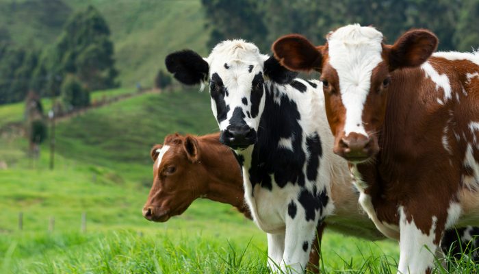 SD Attorney General Leads Effort Against Misleading 'Product of USA' Beef Labeling