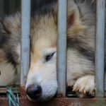 Gov. Kim Reynolds signs law making animal torture a felony on first offense