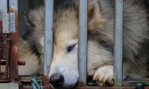 Gov. Kim Reynolds signs law making animal torture a felony on first offense