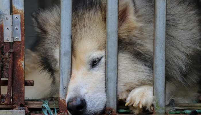 Gov. Kim Reynolds signs law making animal torture a felony on first offense